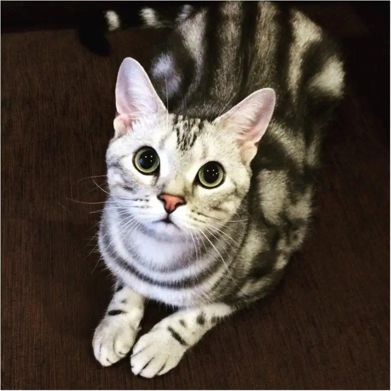 【今日のにゃんこ】真剣なんです! アランくんは、ママに大事なお願い♡_1
