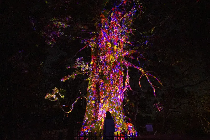 「チームラボ 偕楽園 光の祭 2022」の画像