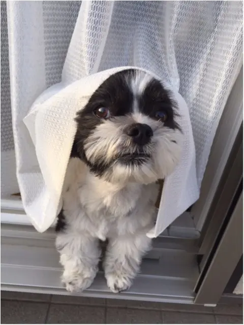 【今日のわんこ】びっくりした? アイビーくんは、いないないばぁが上手♡_1