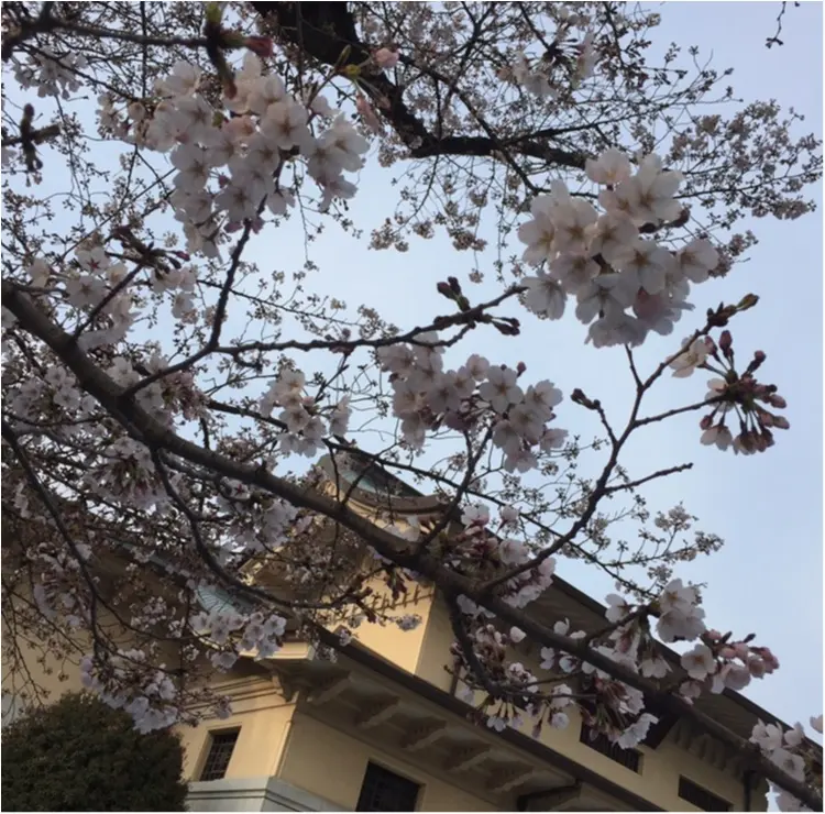 【4/6まで】都内でも七分咲き♪♪*千代田のさくらフェスティバル*に行ってきました✨✨_13