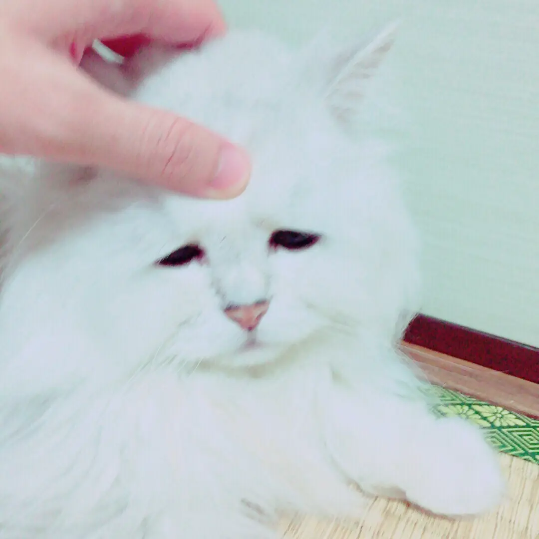 本日のにゃんこ トラくん チンチラ_1