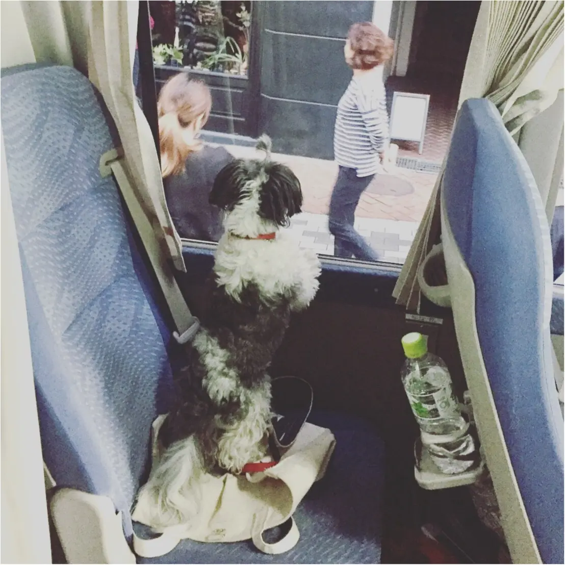 【今日のわんこ】ママ早く帰ってきて~! 太郎くんは車内でお留守番中_1