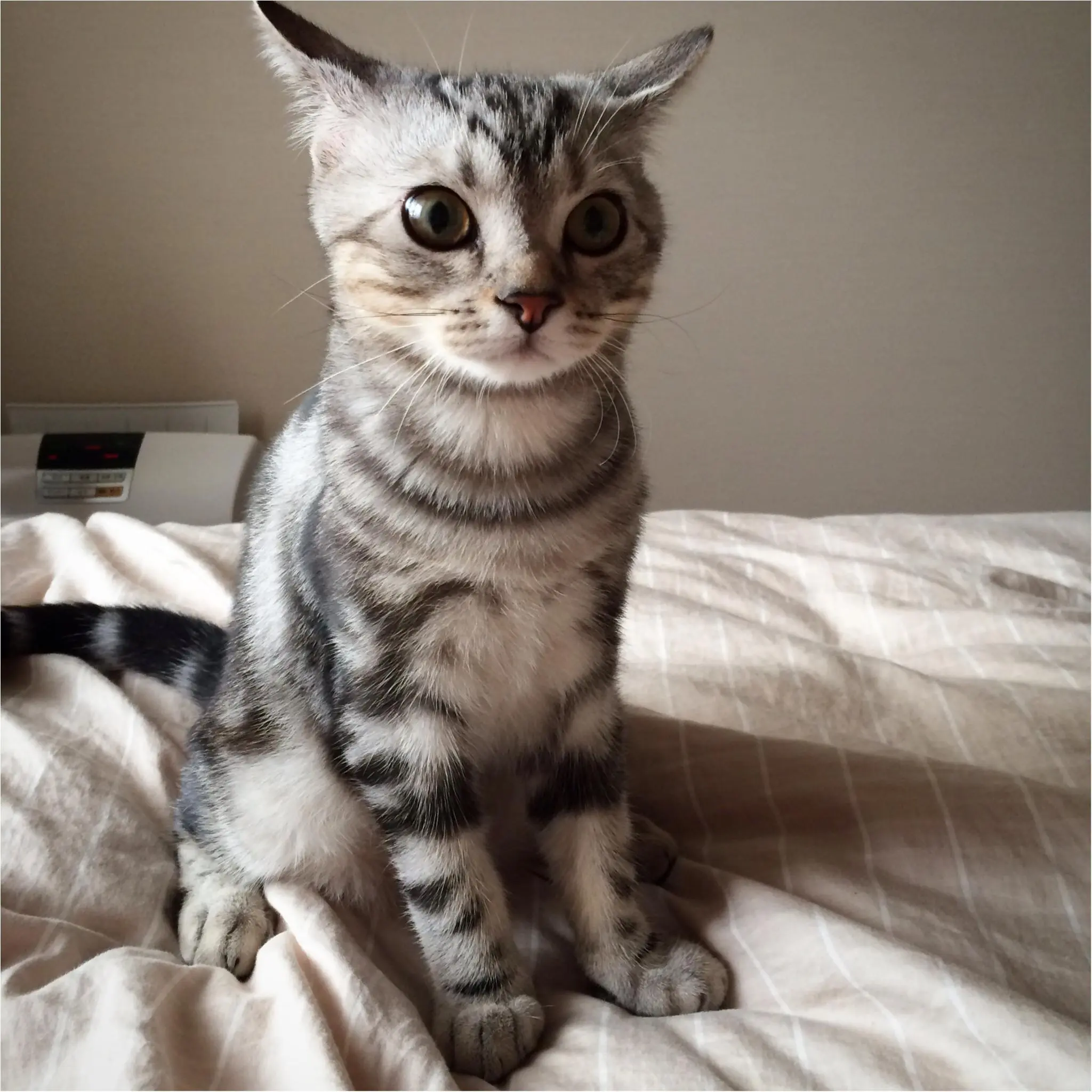 本日のにゃんこ アランくん アメリカンショートヘア_1