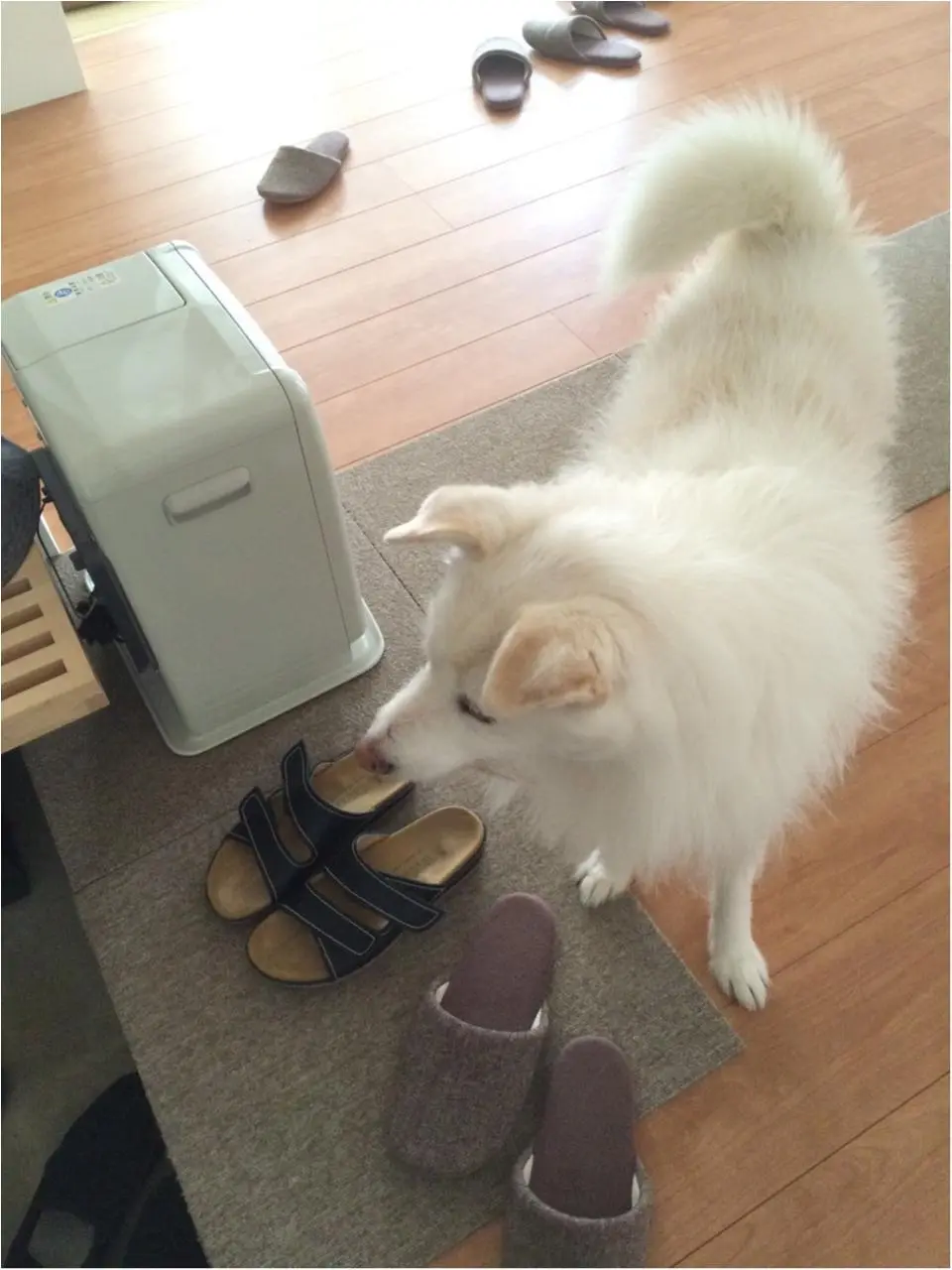本日のわんこ イチローちゃん_1