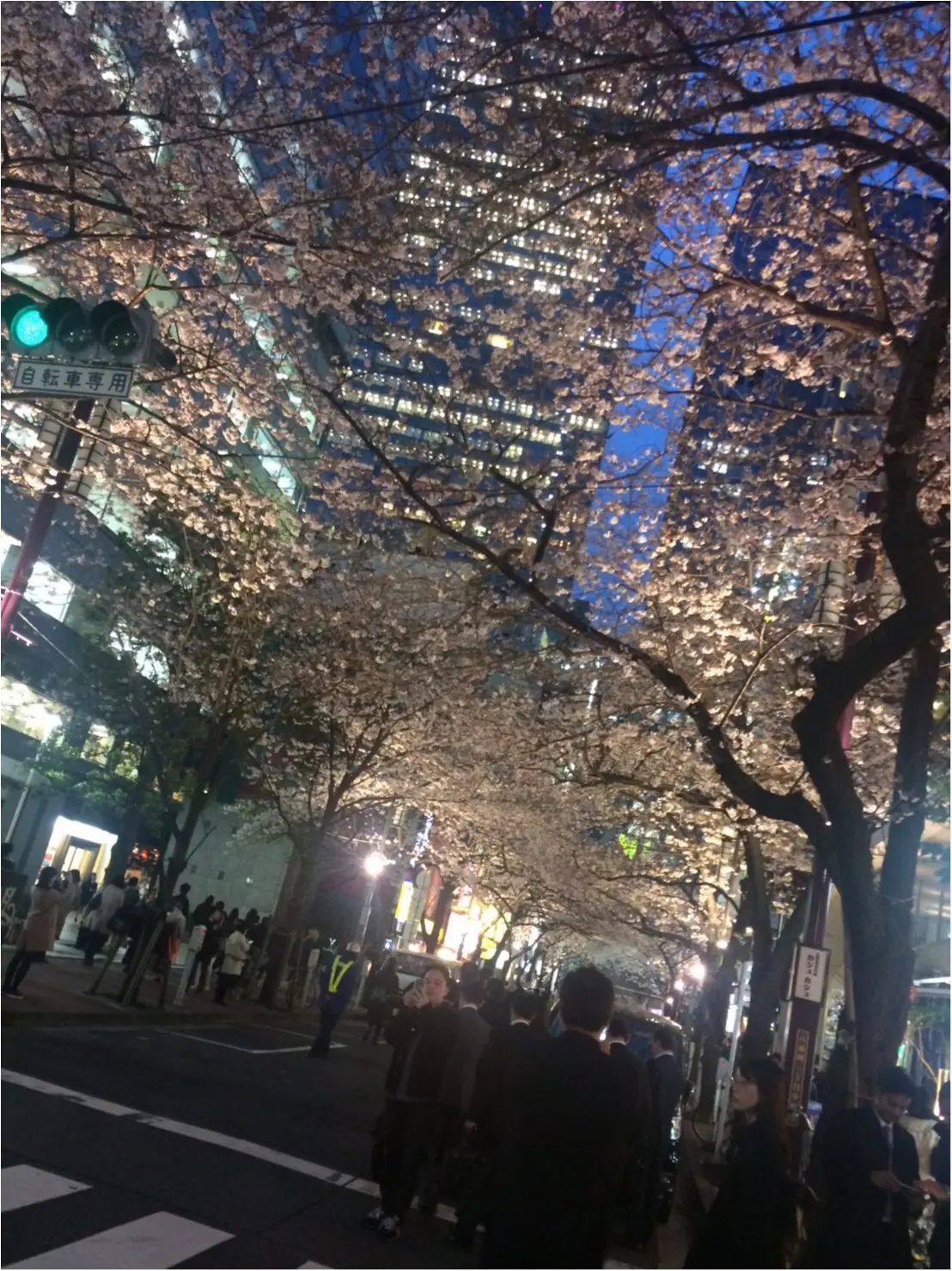 【桜通信】週末で散っちゃう!?最近の桜事情_1