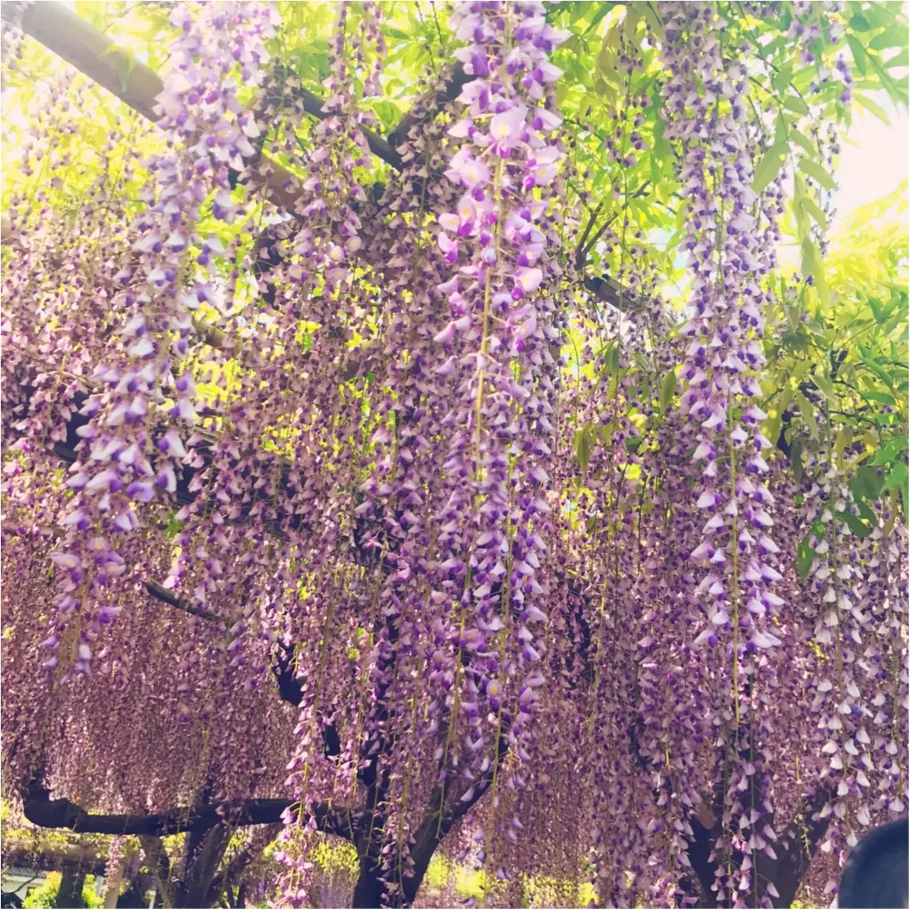【5/7まで!】下町に広がる紫のカーテン♡亀戸天神の《藤まつり》_3