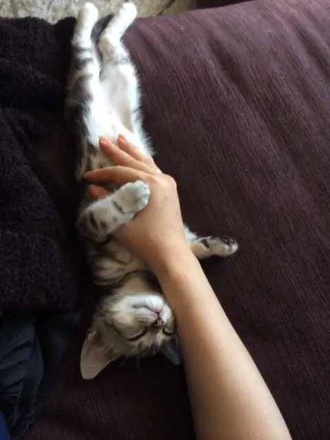 本日のにゃんこ アランくん_1