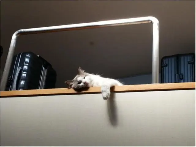 本日のにゃんこ カイくん ラグドール_1