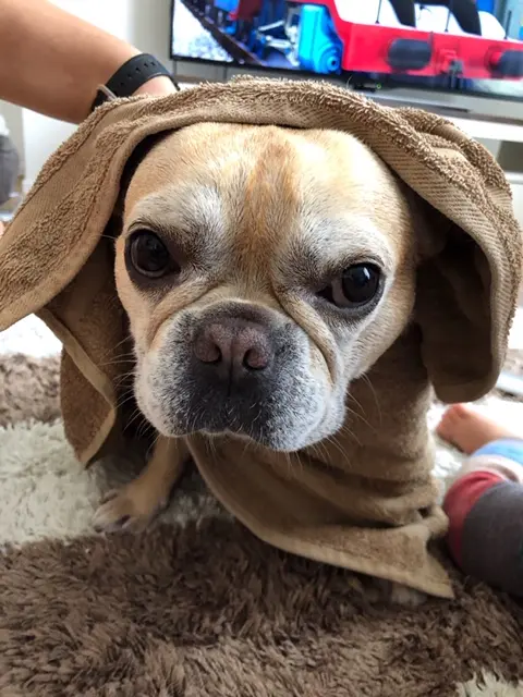 【今日のわんこ】お風呂上り、さっぱりした表情のマツコ。_1