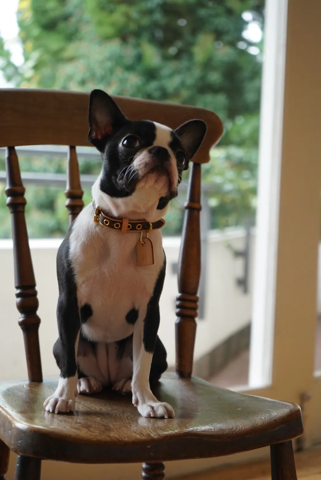 椅子の上に座ってテイクアウトごはんを待っている犬・ボストンテリアのへちまちゃん