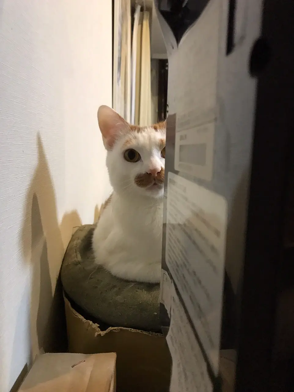 【今日のにゃんこ】熱~い視線で見つめてくるラビくん☆_1