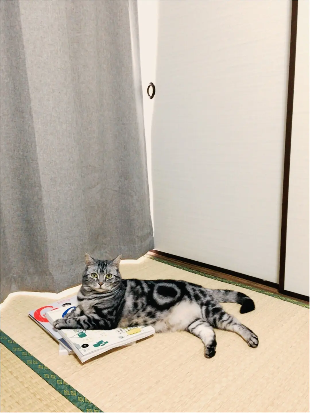 【今日のにゃんこ】もしかしてエスパー!? チュルちゃんの驚きの特技とは?_1