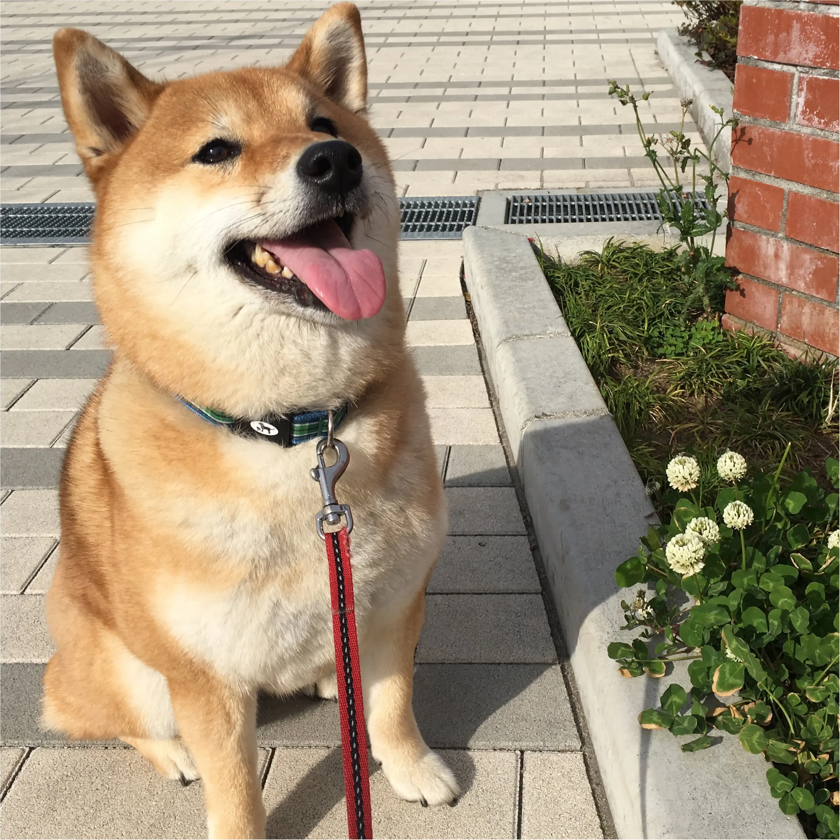 ★柴犬ナッツとお散歩コーデ★_5