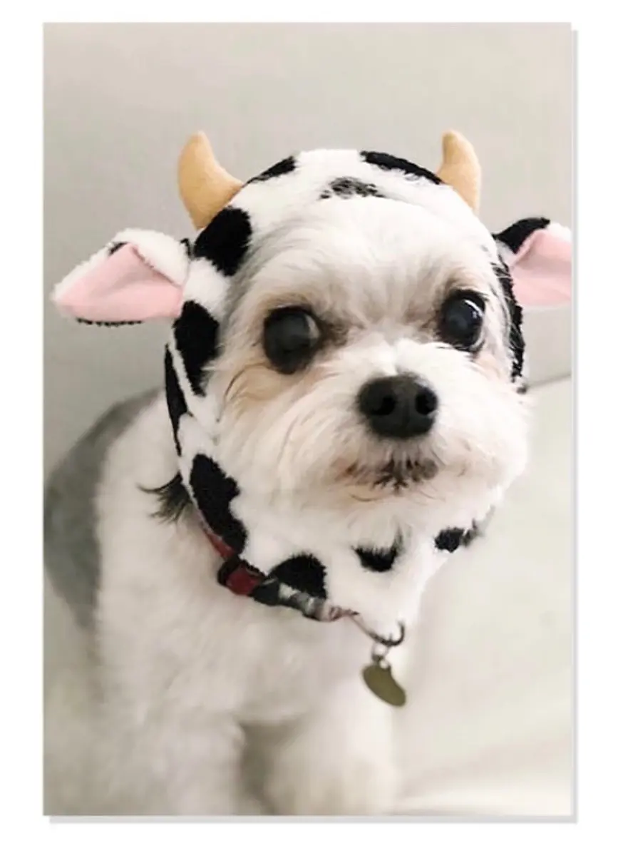 牛のコスプレをしたチワワとマルチーズのミックス犬・太郎君