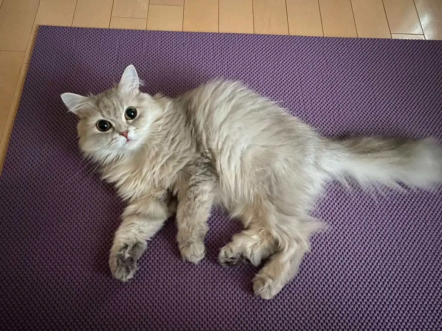 【今日のにゃんこ】ココンちゃん、うとうとしていたのに……?_1