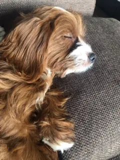 【今日のわんこ】すやぁ......と幸せそうに眠るチェリーちゃん_1