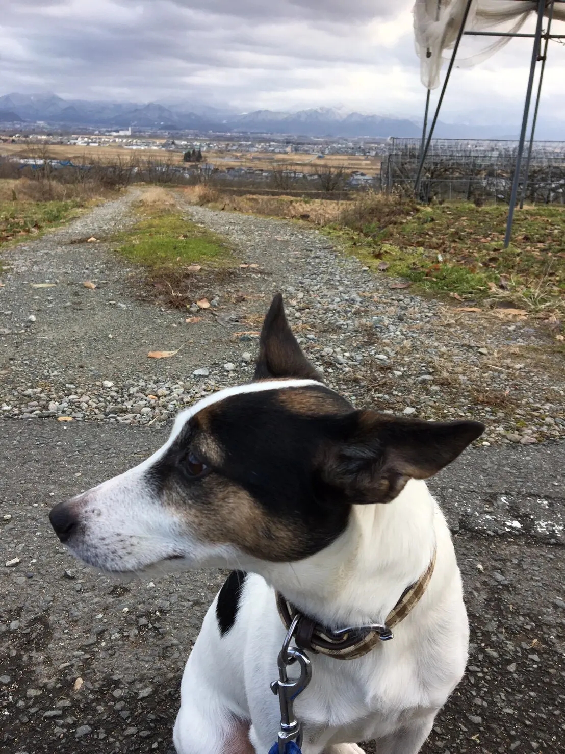 【今日のわんこ】広々とした道で遠くを見ているテツくん_1