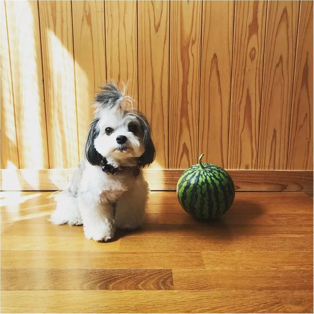 【今日のわんこ】〇〇〇と一緒に記念写真♪ 太郎くんと夏の思い出_1