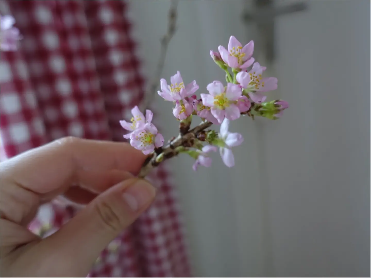 《花のある生活》一足お先に、お花見はいかが??自宅で出来るお花見はなんとワンコインで!_4