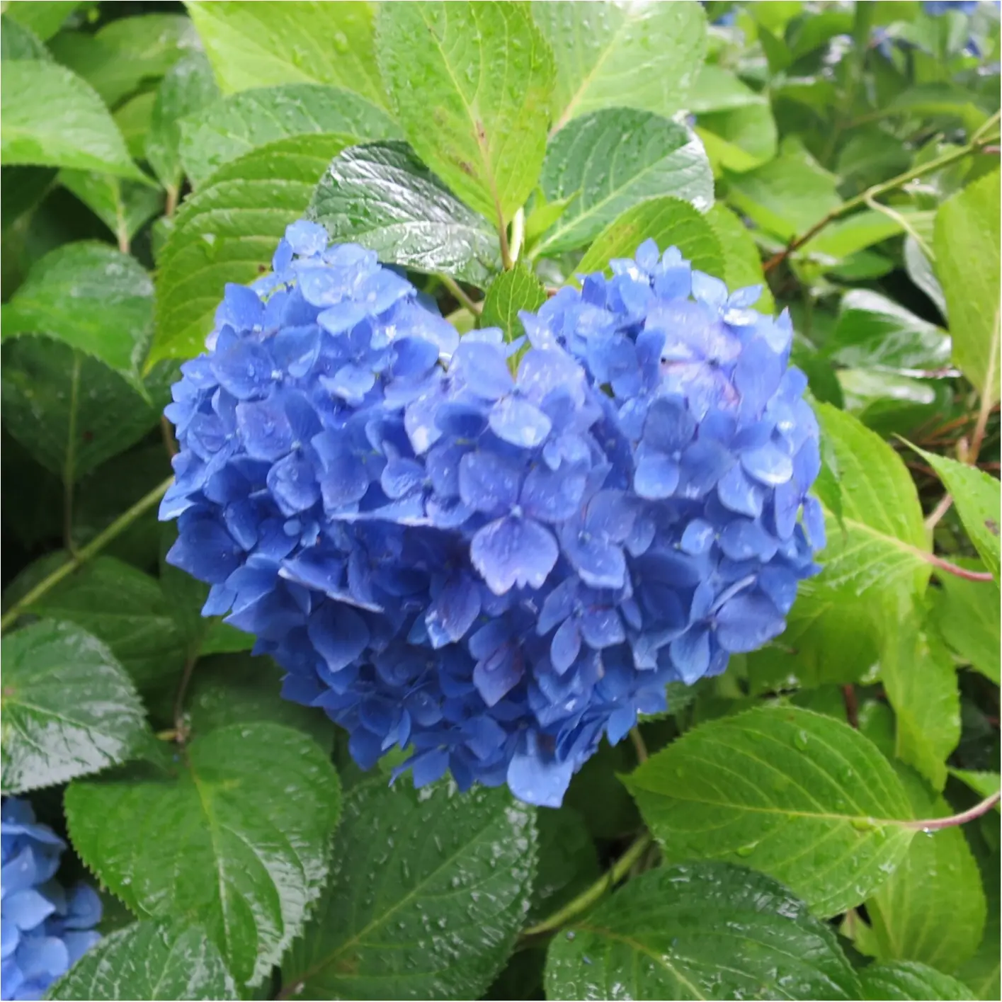 梅雨の時期に見たい♪紫陽花の名所へおでかけ…*見つけたハートの紫陽花♡_9