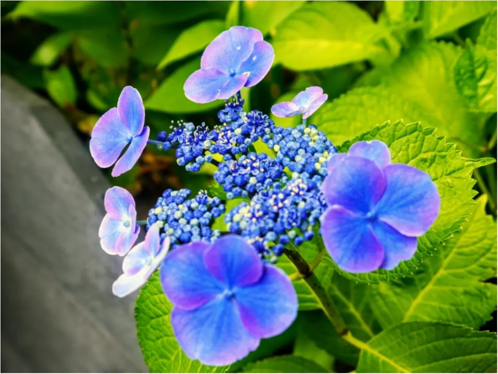 まだ間に合うかも!?【鎌倉】の “ 紫陽花 ” を観て、心をリフレッシュしてみてはいかがでしょうか?_3