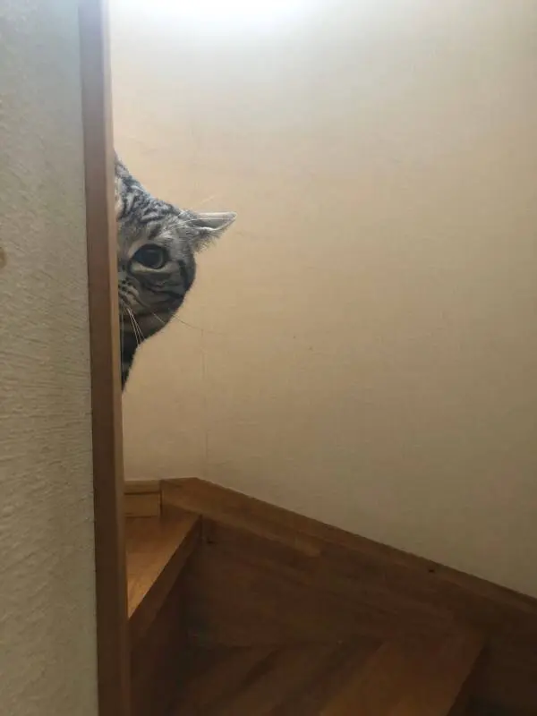 【今日のにゃんこ】ちらっとのぞくソラくんは可愛いけれど……?_1
