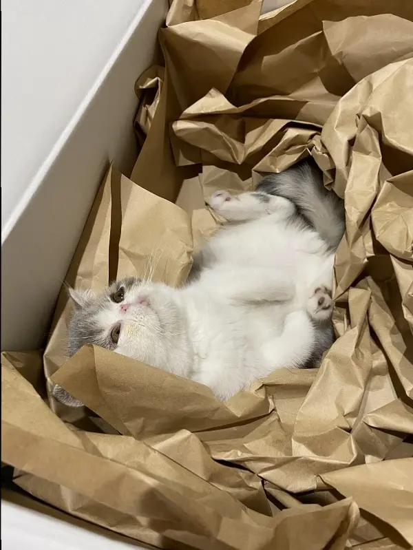 【今日のにゃんこ】こたつくんの最近のお気に入りは?_1