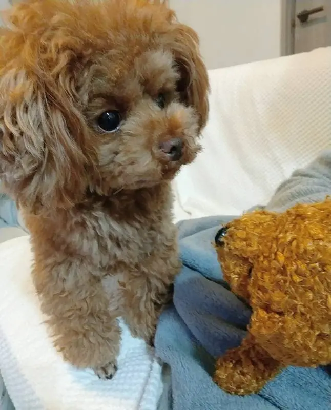 布団の上に座る犬・テテちゃんとぬいぐるみ