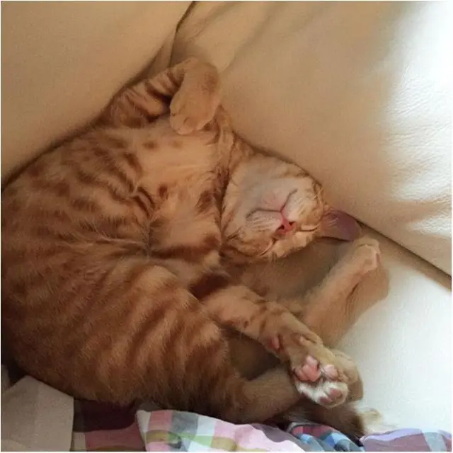 【今日のにゃんこ】ぽぽくんは、アクロバティック寝がお得意!_1