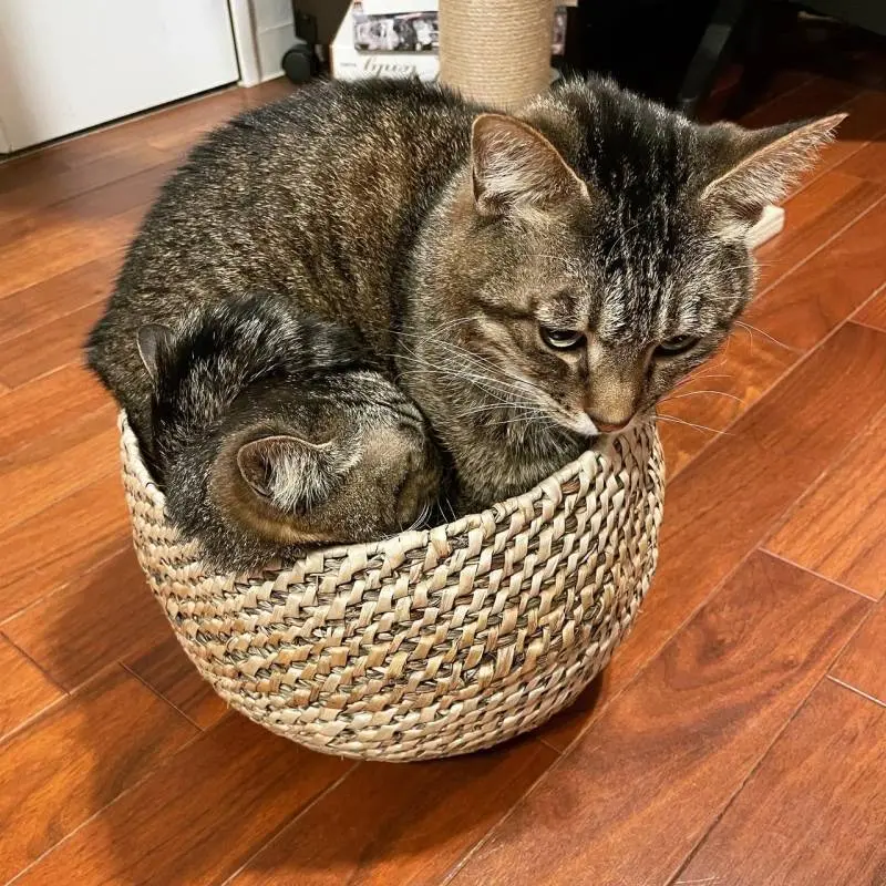 1つのカゴに一緒に入りたい2匹の猫・がんくんとサンちゃん