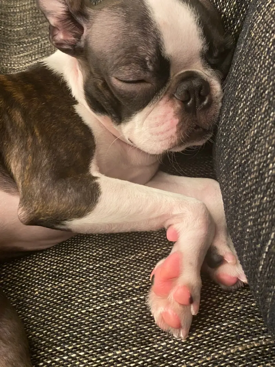 ソファーで眠る犬・へちまちゃん