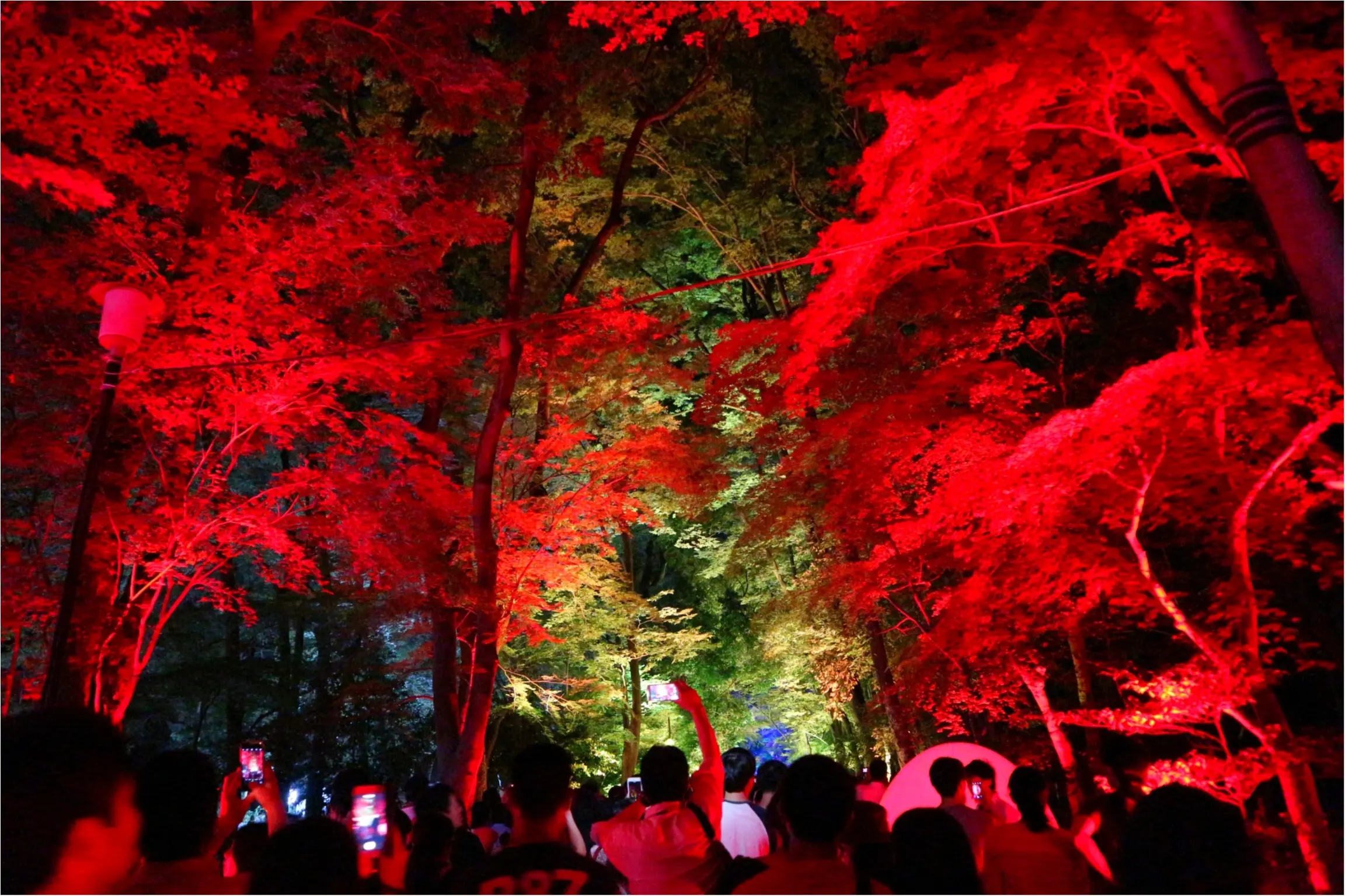【京都】下鴨神社のライトアップで幻想的な夜を♡_3