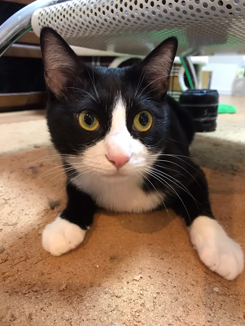 【今日のにゃんこ】この顔をしている時のルウくんは、悪いことを考えています(笑)_1