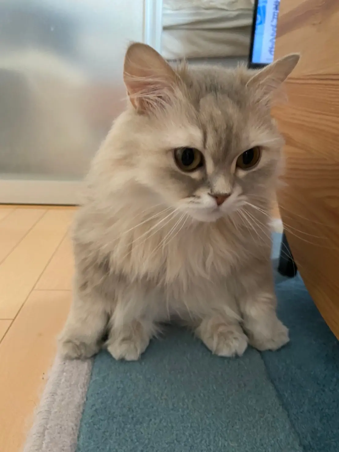 【今日のにゃんこ】どれが前脚? なココンちゃん_1