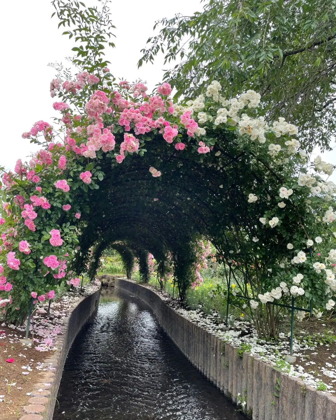 【薔薇満開】あしかがフラワーパークに行ってきました_2