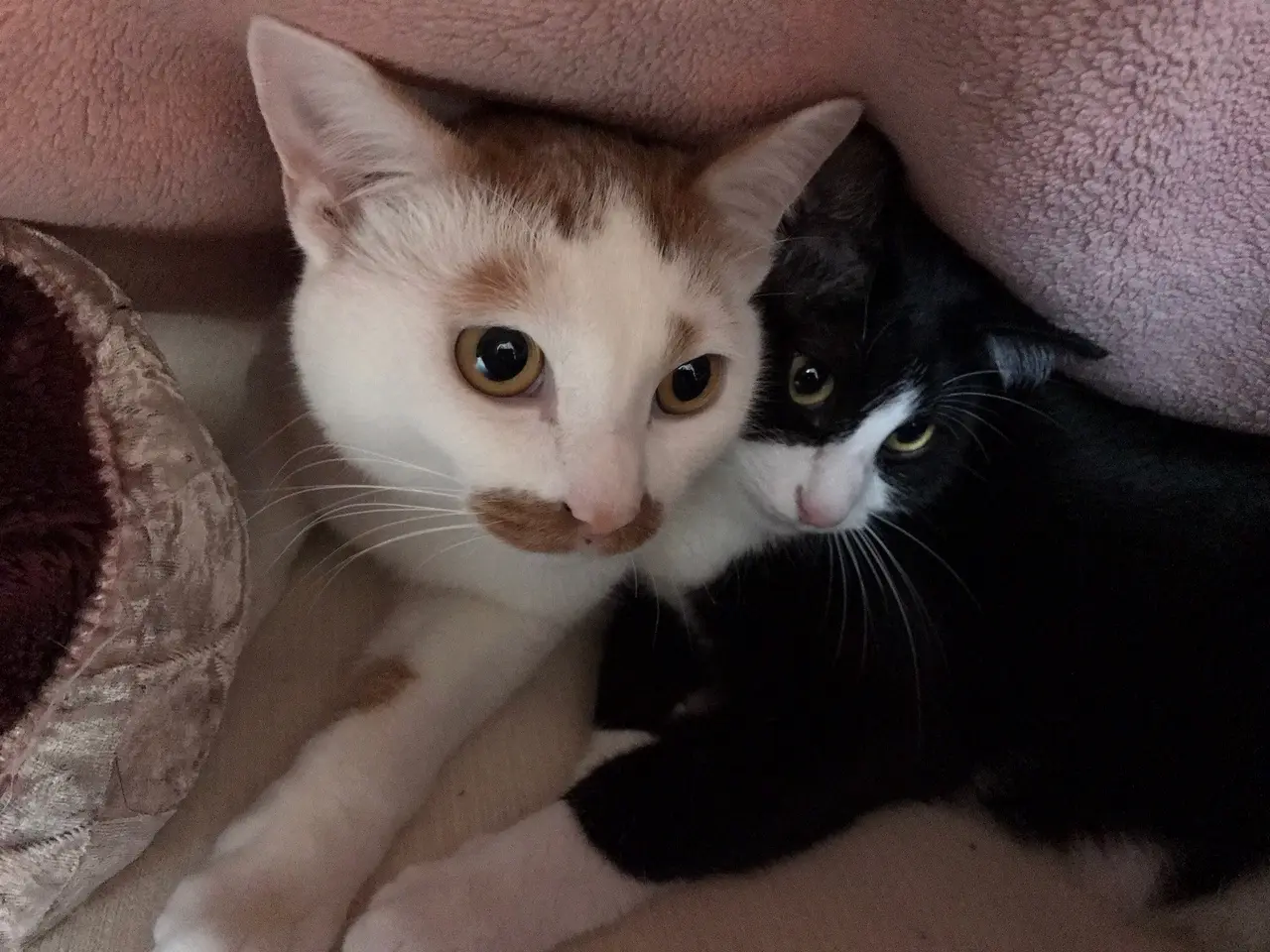 【今日のにゃんこ】毛布の中で仲良く温まる、ルウくんとラビくん_1
