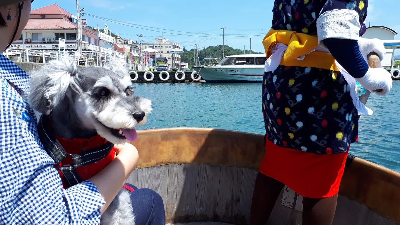 【今日のわんこ】新潟県の佐渡島に遊びに行ったサクラちゃん_1