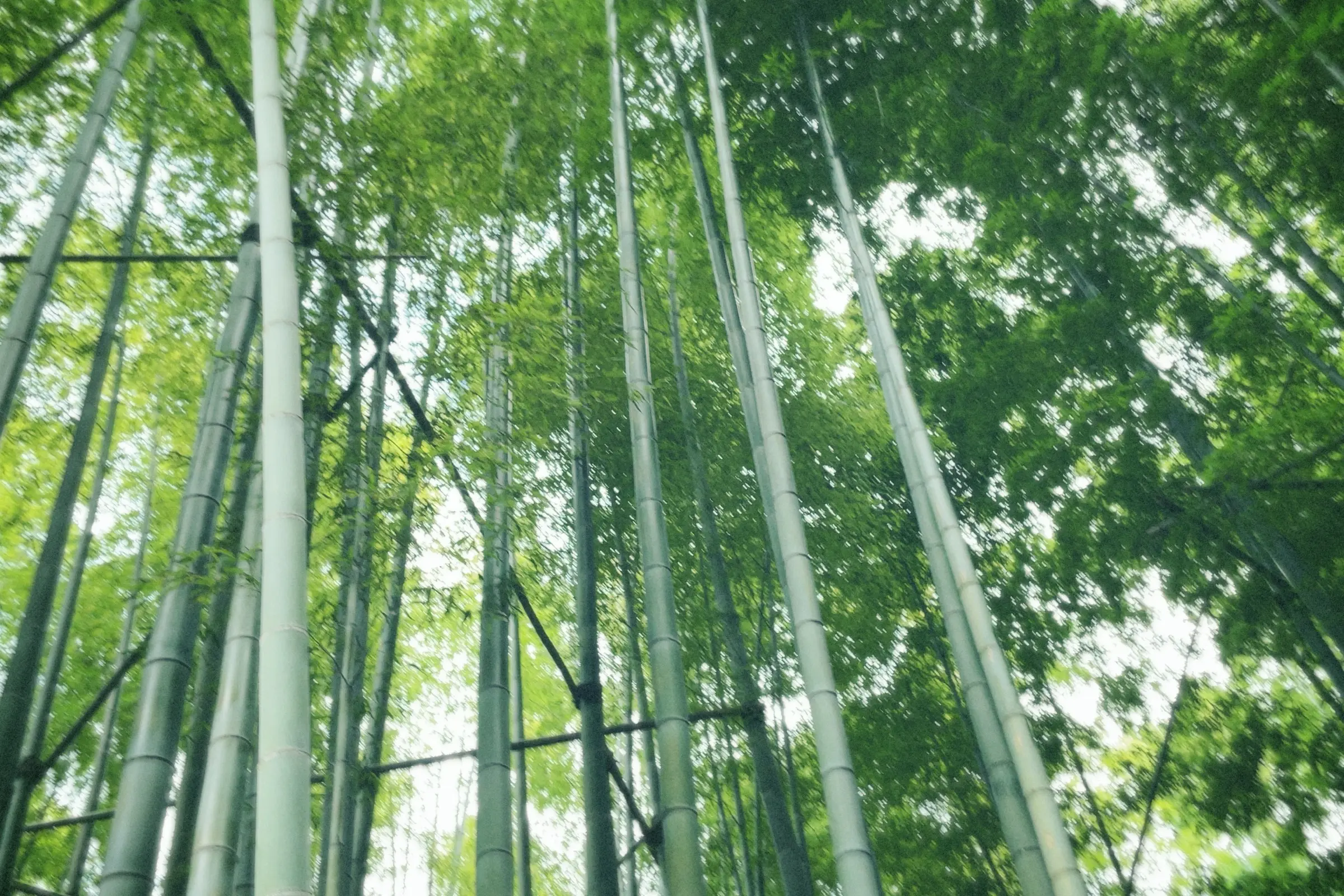 鎌倉報国寺