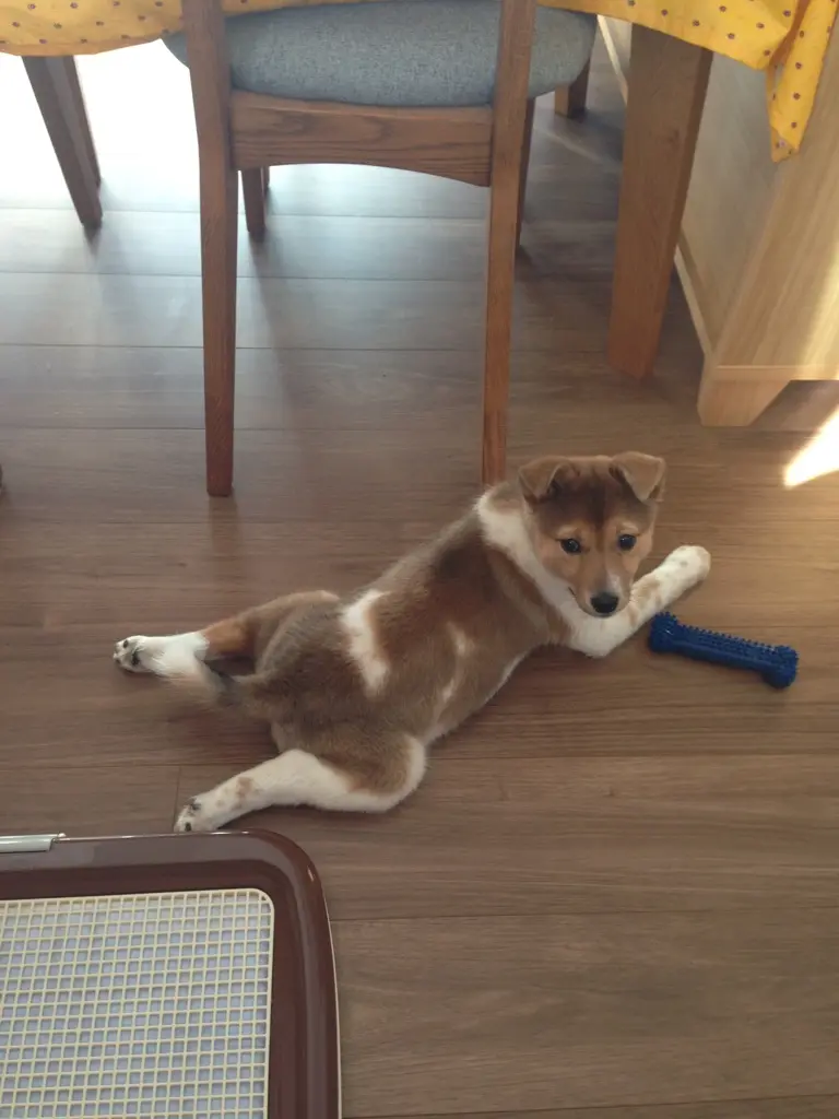 本日のわんこ こだまちゃん_1