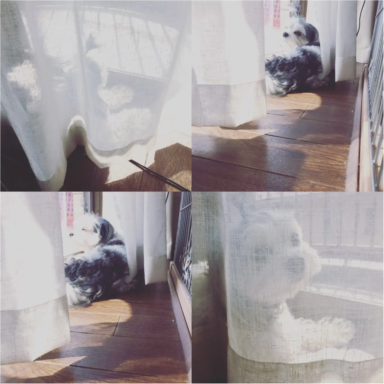 【今日のわんこ】春風に吹かれて♡ 太郎くんは、窓辺でたそがれ中♪_1