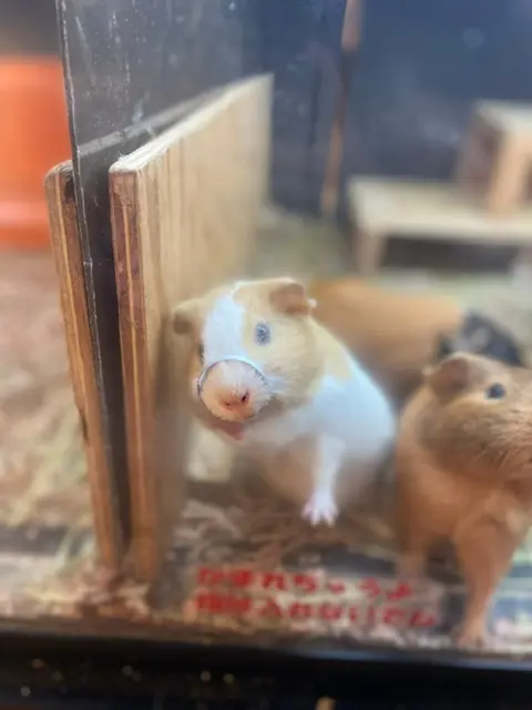 モルモット 餌やり