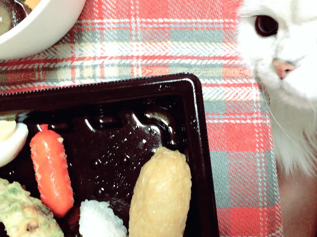 本日のにゃんこ トラくん チンチラ_1