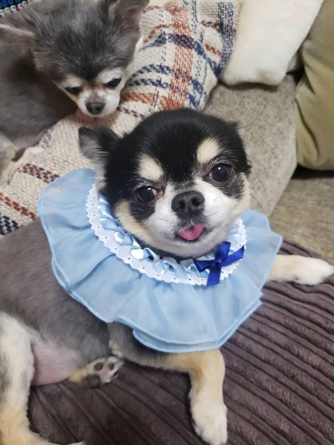 青い服を着た犬・ごんくん