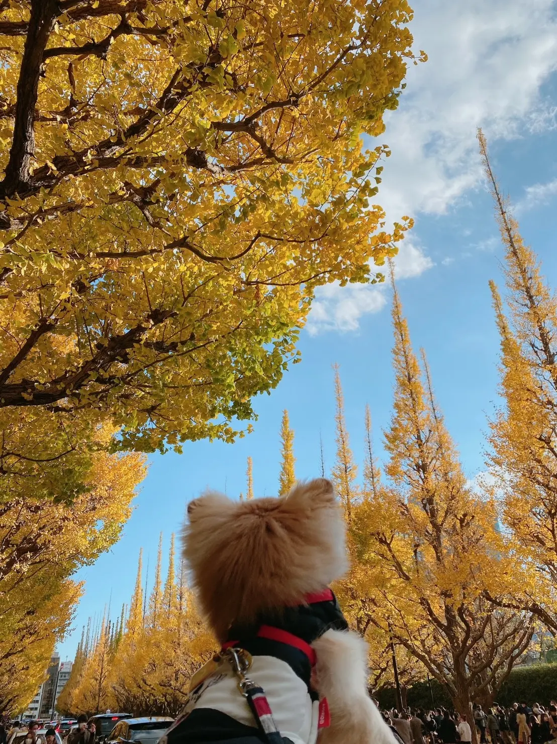 【外苑前】今が見頃!神宮外苑前に紅葉を見に行ってきました✧_4