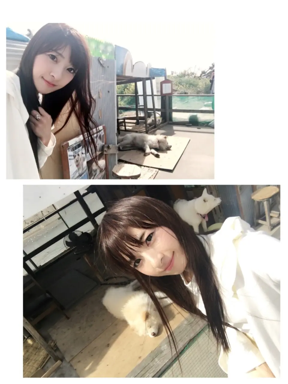 【ブサカワ犬わさお】に会える方法♡モアハピ◡̈のぞみ♡_11