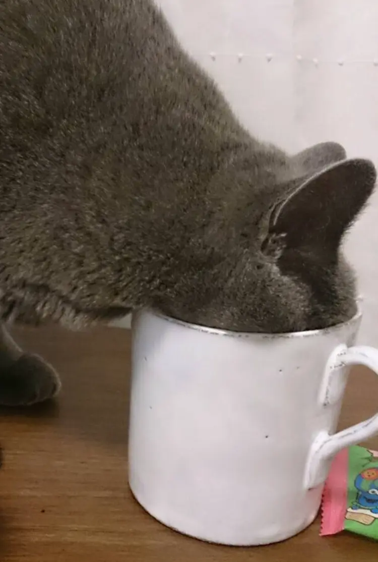 本日のにゃんこ ムクくん ブリティッシュショートヘア _1