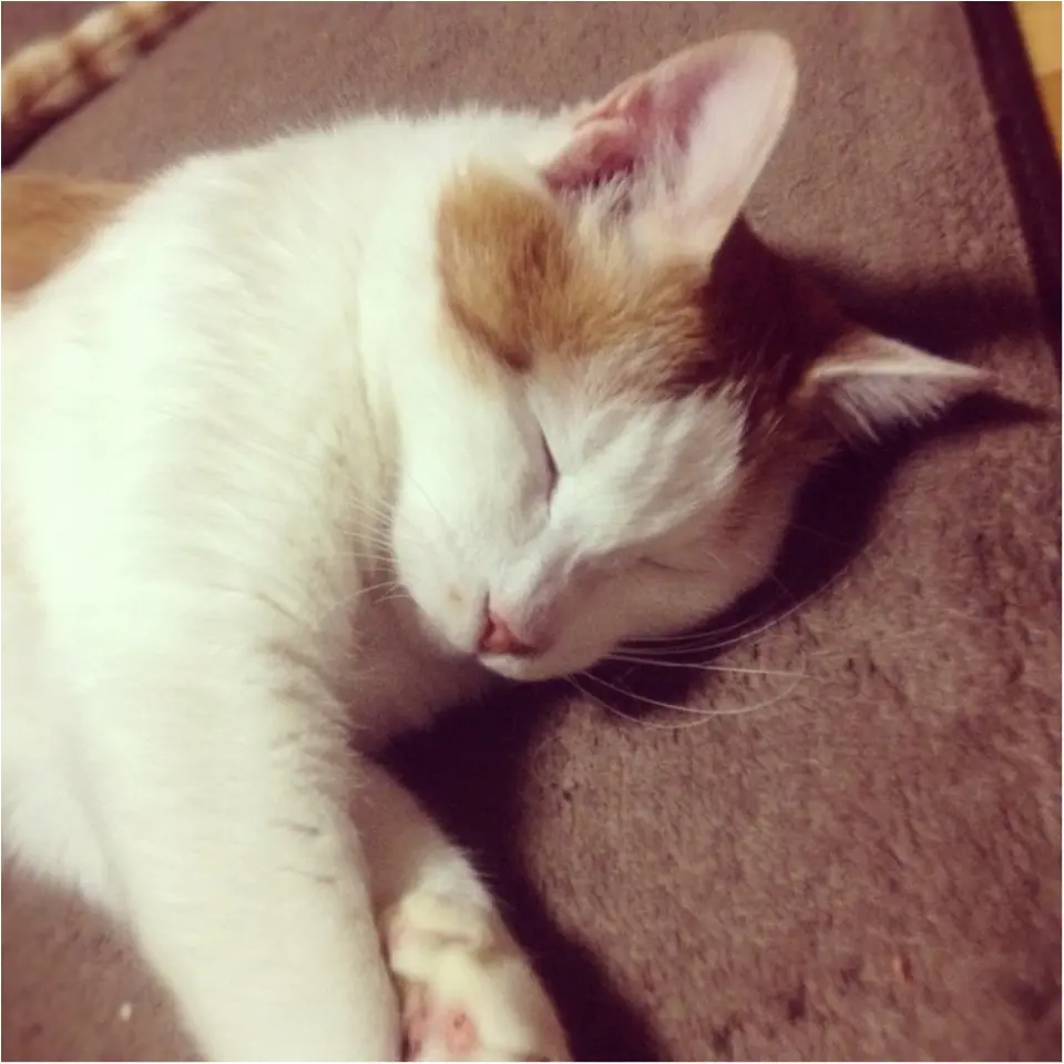 《おしゃれな人はみんな注目している♡》今年持つべきものは猫のモチーフ♡_6