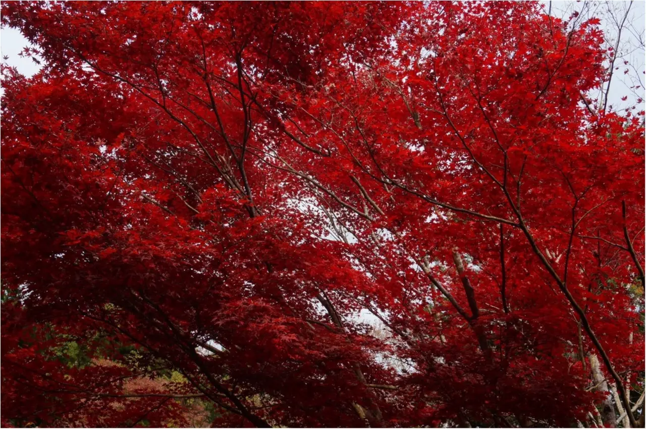 【関西おでかけ】のんびり散策できるオススメ紅葉スポット_3