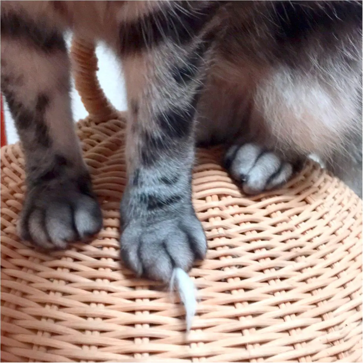 【今日のにゃんこ】こっそりケンカしても、バレバレなチュルちゃん_1