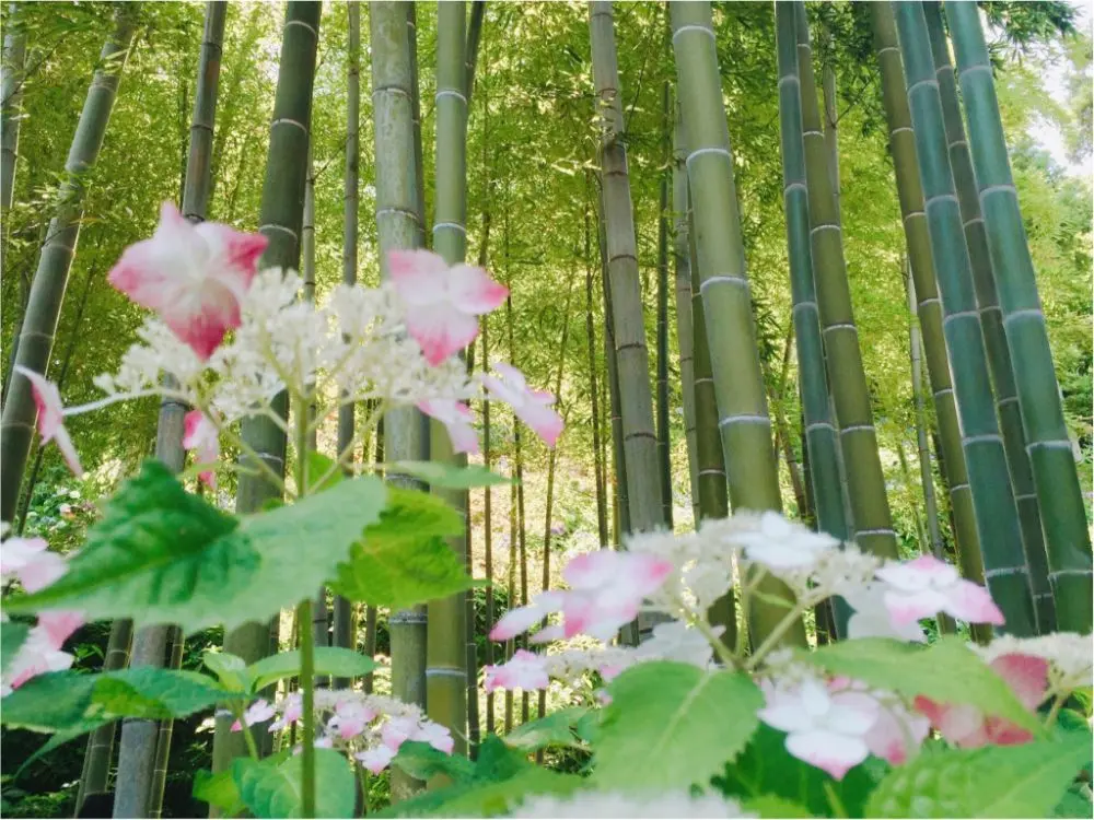 鎌倉の紫陽花名所特集 - 人気のあじさい寺「長谷寺」「名月院」などおすすめスポット_21